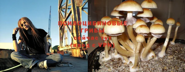гашик Алексин